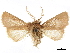  ( - CCDB-34786-G08)  @11 [ ] CreativeCommons - Attribution (2019) CBG Photography Group Centre for Biodiversity Genomics