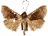  ( - CCDB-34786-G10)  @11 [ ] CreativeCommons - Attribution (2019) CBG Photography Group Centre for Biodiversity Genomics