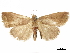  (Nabartha - CCDB-34786-H06)  @11 [ ] CreativeCommons - Attribution (2019) CBG Photography Group Centre for Biodiversity Genomics