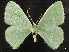  ( - CCDB-34786-H07)  @11 [ ] CreativeCommons - Attribution (2019) CBG Photography Group Centre for Biodiversity Genomics