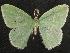  ( - CCDB-34786-H08)  @11 [ ] CreativeCommons - Attribution (2019) CBG Photography Group Centre for Biodiversity Genomics