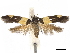  ( - CCDB-34787-A12)  @11 [ ] CreativeCommons - Attribution (2020) CBG Photography Group Centre for Biodiversity Genomics