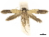  ( - CCDB-34787-B02)  @11 [ ] CreativeCommons - Attribution (2020) CBG Photography Group Centre for Biodiversity Genomics