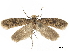  (Amydria trifida - CCDB-34787-C12)  @11 [ ] CreativeCommons - Attribution (2020) CBG Photography Group Centre for Biodiversity Genomics