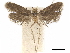  (Ptilopsaltis orientalis - CCDB-34787-D12)  @11 [ ] CreativeCommons - Attribution (2020) CBG Photography Group Centre for Biodiversity Genomics