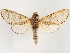 (Furcula nalli - CCDB-34788-F02)  @11 [ ] CreativeCommons - Attribution (2020) CBG Photography Group Centre for Biodiversity Genomics