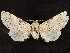  ( - CCDB-34788-F03)  @11 [ ] CreativeCommons - Attribution (2020) CBG Photography Group Centre for Biodiversity Genomics