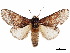  (Peridea bordeloni - CCDB-34788-F12)  @11 [ ] CreativeCommons - Attribution (2020) CBG Photography Group Centre for Biodiversity Genomics