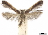  (Caloptilia - CCDB-34789-E11)  @15 [ ] CreativeCommons - Attribution (2020) CBG Photography Group Centre for Biodiversity Genomics