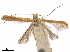  ( - CCDB-34789-F03)  @11 [ ] CreativeCommons - Attribution (2020) CBG Photography Group Centre for Biodiversity Genomics