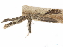  ( - CCDB-34789-H08)  @11 [ ] CreativeCommons - Attribution (2020) CBG Photography Group Centre for Biodiversity Genomics