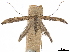  ( - CCDB-34790-A03)  @11 [ ] CreativeCommons - Attribution (2019) CBG Photography Group Centre for Biodiversity Genomics