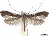  (Caloptilia stigmatella - CCDB-34790-A12)  @15 [ ] CreativeCommons - Attribution (2019) CBG Photography Group Centre for Biodiversity Genomics
