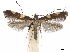  (Caloptilia vacciniella - CCDB-34790-B12)  @14 [ ] CreativeCommons - Attribution (2019) CBG Photography Group Centre for Biodiversity Genomics