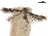  ( - CCDB-34790-D01)  @11 [ ] CreativeCommons - Attribution (2019) CBG Photography Group Centre for Biodiversity Genomics