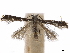  ( - CCDB-34790-D05)  @11 [ ] CreativeCommons - Attribution (2019) CBG Photography Group Centre for Biodiversity Genomics