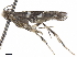  ( - CCDB-34790-D06)  @11 [ ] CreativeCommons - Attribution (2019) CBG Photography Group Centre for Biodiversity Genomics