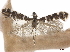  ( - CCDB-34790-D07)  @11 [ ] CreativeCommons - Attribution (2019) CBG Photography Group Centre for Biodiversity Genomics