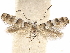  ( - CCDB-34790-D11)  @11 [ ] CreativeCommons - Attribution (2019) CBG Photography Group Centre for Biodiversity Genomics