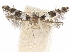  (Marmara serotinella - CCDB-34790-E05)  @13 [ ] CreativeCommons - Attribution (2019) CBG Photography Group Centre for Biodiversity Genomics