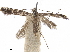  (Parornix alta - CCDB-34790-G08)  @11 [ ] CreativeCommons - Attribution (2019) CBG Photography Group Centre for Biodiversity Genomics