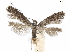  ( - CCDB-34790-G12)  @11 [ ] CreativeCommons - Attribution (2019) CBG Photography Group Centre for Biodiversity Genomics