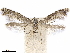  ( - CCDB-34790-H01)  @11 [ ] CreativeCommons - Attribution (2019) CBG Photography Group Centre for Biodiversity Genomics
