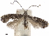  ( - CCDB-34790-H02)  @11 [ ] CreativeCommons - Attribution (2019) CBG Photography Group Centre for Biodiversity Genomics