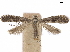  ( - CCDB-34790-H03)  @11 [ ] CreativeCommons - Attribution (2019) CBG Photography Group Centre for Biodiversity Genomics