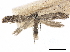  (Parornix innotata - CCDB-34791-A01)  @11 [ ] CreativeCommons - Attribution (2020) CBG Photography Group Centre for Biodiversity Genomics