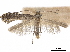  (Parornix inusitatumella - CCDB-34791-A04)  @11 [ ] CreativeCommons - Attribution (2020) CBG Photography Group Centre for Biodiversity Genomics
