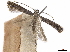  (Parornix melanotella - CCDB-34791-A08)  @11 [ ] CreativeCommons - Attribution (2020) CBG Photography Group Centre for Biodiversity Genomics