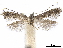  (Parornix preciosella - CCDB-34791-B04)  @13 [ ] CreativeCommons - Attribution (2020) CBG Photography Group Centre for Biodiversity Genomics