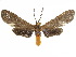  ( - CCDB-34793-F03)  @11 [ ] CreativeCommons - Attribution (2020) CBG Photography Group Centre for Biodiversity Genomics
