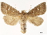 ( - CCDB-34793-G10)  @11 [ ] CreativeCommons - Attribution (2020) CBG Photography Group Centre for Biodiversity Genomics