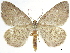  ( - CCDB-34794-A03)  @11 [ ] CreativeCommons - Attribution (2020) CBG Photography Group Centre for Biodiversity Genomics