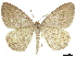  ( - CCDB-34794-A04)  @11 [ ] CreativeCommons - Attribution (2020) CBG Photography Group Centre for Biodiversity Genomics