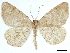  ( - CCDB-34794-A05)  @11 [ ] CreativeCommons - Attribution (2020) CBG Photography Group Centre for Biodiversity Genomics