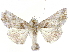  ( - CCDB-34794-B01)  @11 [ ] CreativeCommons - Attribution (2020) CBG Photography Group Centre for Biodiversity Genomics