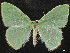  ( - CCDB-34954-B11)  @11 [ ] CreativeCommons - Attribution (2020) CBG Photography Group Centre for Biodiversity Genomics