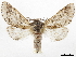  (Furcula occidentalis - CCDB-34954-F04)  @15 [ ] CreativeCommons - Attribution (2020) CBG Photography Group Centre for Biodiversity Genomics
