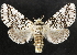  (Tecmessa scitiscripta - CCDB-34954-F08)  @14 [ ] CreativeCommons - Attribution (2020) CBG Photography Group Centre for Biodiversity Genomics