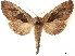  ( - CCDB-34954-G10)  @11 [ ] CreativeCommons - Attribution (2020) CBG Photography Group Centre for Biodiversity Genomics