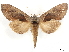  ( - CCDB-34954-G11)  @11 [ ] CreativeCommons - Attribution (2020) CBG Photography Group Centre for Biodiversity Genomics