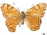  (Phalanta marquesana - CCDB-34954-H02)  @11 [ ] CreativeCommons - Attribution (2020) CBG Photography Group Centre for Biodiversity Genomics