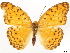  ( - CCDB-34954-H04)  @11 [ ] CreativeCommons - Attribution (2020) CBG Photography Group Centre for Biodiversity Genomics