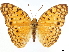  ( - CCDB-34954-H05)  @11 [ ] CreativeCommons - Attribution (2020) CBG Photography Group Centre for Biodiversity Genomics