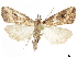  ( - CCDB-34954-H09)  @14 [ ] CreativeCommons - Attribution (2020) CBG Photography Group Centre for Biodiversity Genomics