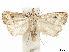  ( - CCDB-34954-H10)  @14 [ ] CreativeCommons - Attribution (2020) CBG Photography Group Centre for Biodiversity Genomics
