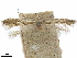  ( - CCDB-35906-H08)  @11 [ ] CreativeCommons - Attribution (2020) CBG Photography Group Centre for Biodiversity Genomics